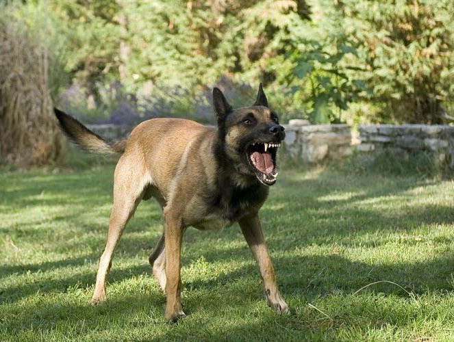 Malinois qui aboie